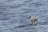 _MG_9924 Ringed Kingfisher.jpg