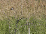 _MG_9888 Belted Kingfisher.jpg