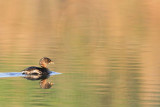 _MG_0466 Pied-billed Grebe.jpg
