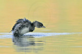 _MG_0532 Pied-billed Grebe.jpg