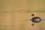 _MG_0554 Pied-billed Grebe.jpg