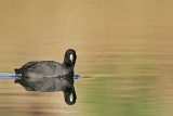 _MG_0675 American Coot.jpg