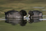 _MG_0695 American Coot.jpg