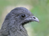 _MG_1081 Plain Chachalaca.jpg