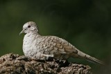 _MG_0275 Inca Dove.jpg