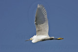 _MG_9863 Snowy Egret.jpg