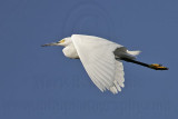 _MG_9867 Snowy Egret.jpg