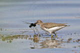 _MG_1964 Spotted Sandpiper.jpg