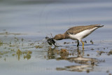 _MG_1965 Spotted Sandpiper.jpg