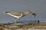 _MG_2290 Spotted Sandpiper.jpg