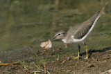 _MG_2311 Spotted Sandpiper.jpg