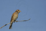 _MG_9899 Indigo Bunting.jpg