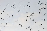 _MG_0319 Great-tailed Grackle.jpg