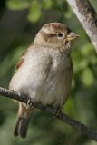 _MG_0273 House Sparrow.jpg