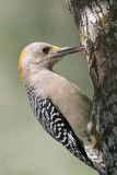 _MG_1653 Golden-fronted Woodpecker.jpg