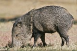 _MG_1626 Collared Peccary.jpg