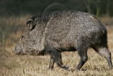 _MG_1685 Collared Peccary.jpg