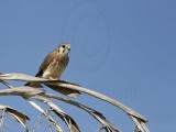 _MG_0001 American Kestrel.jpg