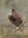 _MG_0186 Harriss Hawk.jpg