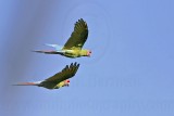 _MG_9549 Military Macaw.jpg