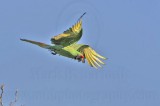 _MG_9651 Military Macaw.jpg