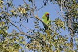 _MG_9718 Military Macaw.jpg
