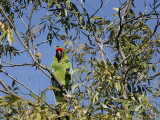 _MG_9735 Military Macaw.jpg
