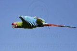 _MG_9740 Military Macaw.jpg