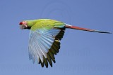 _MG_9742 Military Macaw.jpg