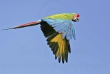 _MG_9801 Military Macaw.jpg