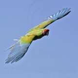 _MG_9809 Military Macaw.jpg