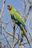 _MG_9854 Military Macaw.jpg