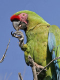 _MG_9904 Military Macaw.jpg