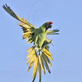 _MG_9942 Military Macaw.jpg