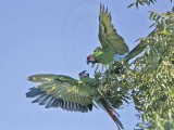 _MG_9945 Military Macaw.jpg