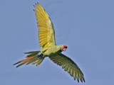 _MG_9948 Military Macaw.jpg