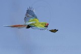 _MG_9954 Military Macaw.jpg