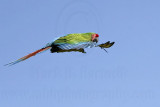 _MG_9956 Military Macaw.jpg