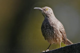 _MG_9575 Curve-billed Thrasher.jpg