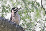 _MG_0370 Ladder-backed Woodpecker.jpg