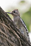 _MG_0375 Yellow-bellied Sapsucker.jpg