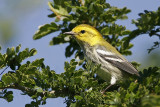 _MG_0010 Black-throated Green Warbler.jpg