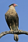 _MG_0522 Crested Caracara.jpg