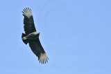 _MG_9656 Black Vulture.jpg
