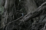 _MG_0563 Green Kingfisher.jpg