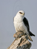 _MG_5653 White-tailed Kite.jpg