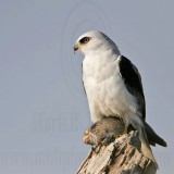 _MG_5666 White-tailed Kite.jpg