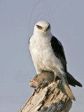 _MG_5672 White-tailed Kite.jpg