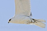 _MG_5696 White-tailed Kite.jpg
