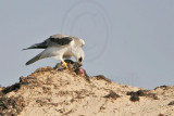 _MG_5715 White-tailed Kite.jpg